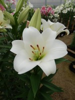 [4105 Savanne No202.JPG]